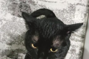 小黑猫相机如何与手机配合使用？拍照技巧有哪些？