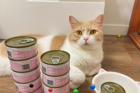 胖猫使用的手机软件是什么？这些软件有什么特点？