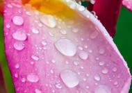 华为手机怎样才能拍出雨滴效果的照片？