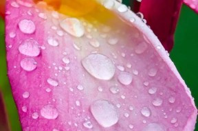 华为手机怎样才能拍出雨滴效果的照片？
