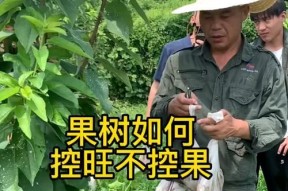 果树地里摄像头如何连接手机？拍照功能怎么开启？