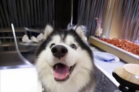 哈士奇低音炮的名称是什么？低音炮哈士奇有何特性？