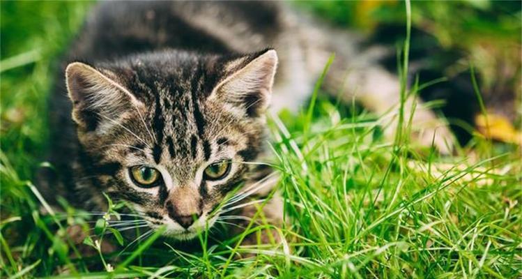 猫为什么会吃草（揭秘猫咪吃草的原因及影响）  第2张