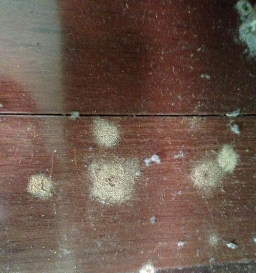 冰柜生虫子问题处理方法（消除冰柜内虫害）  第2张