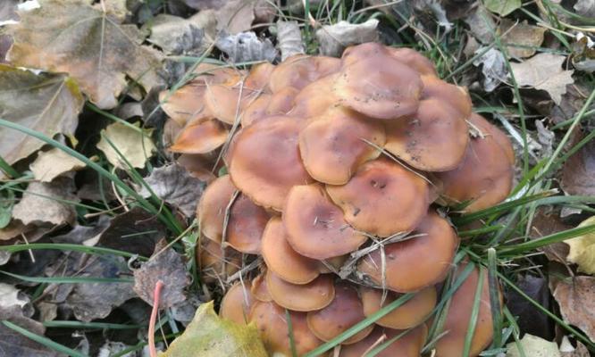 并蒂岛怎么通关？通关攻略有哪些常见问题解答？  第3张