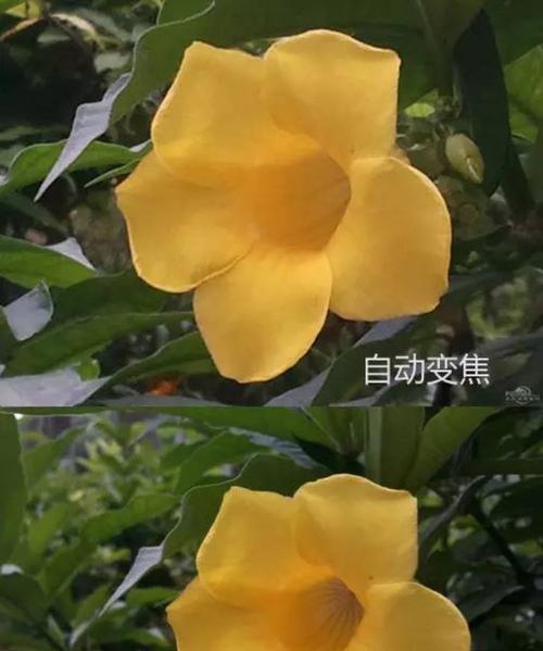 图像变焦模块怎么用手机拍照？有哪些使用技巧？  第3张