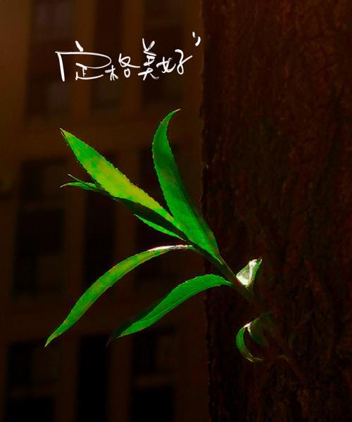 光影广角拍照在安卓手机上如何操作？  第2张