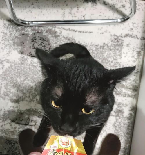 小黑猫相机如何与手机配合使用？拍照技巧有哪些？  第1张