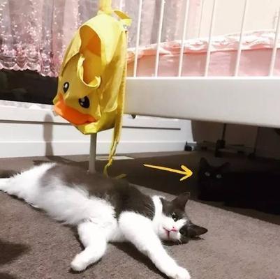 小黑猫相机如何与手机配合使用？拍照技巧有哪些？  第3张