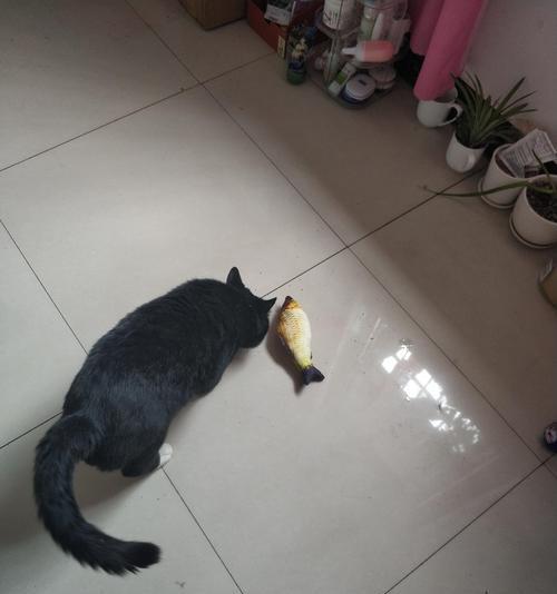 小黑猫相机如何与手机配合使用？拍照技巧有哪些？  第2张
