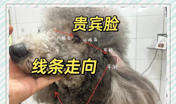 狗狗剪毛充电器怎么用？正确使用方法是什么？  第2张