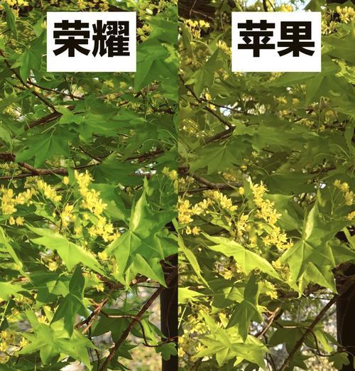 荣耀手机拍照技巧有哪些？  第1张