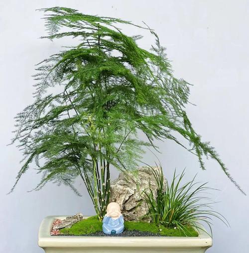 电视机旁边适合放置哪种绿植？绿植对电视有何影响？  第3张