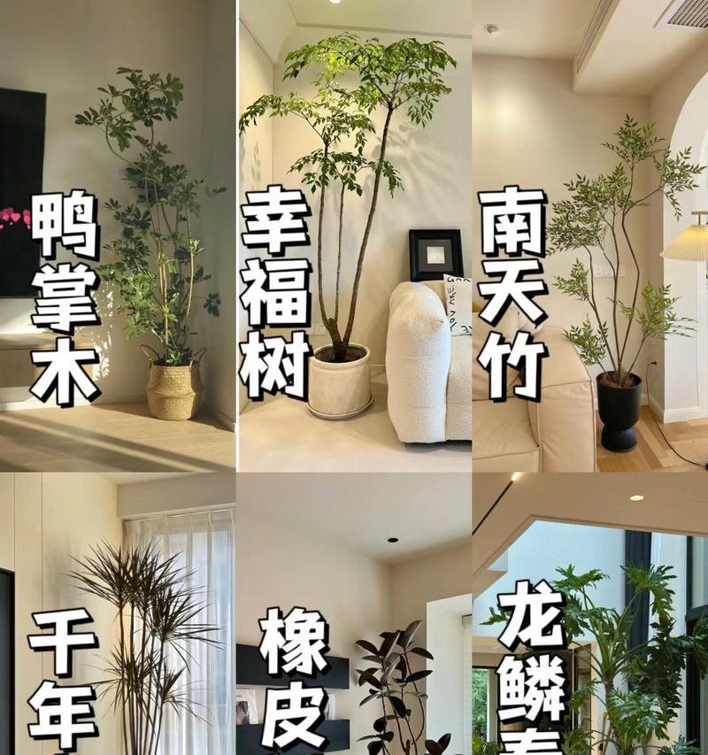 电视机旁边适合放置哪种绿植？绿植对电视有何影响？  第2张