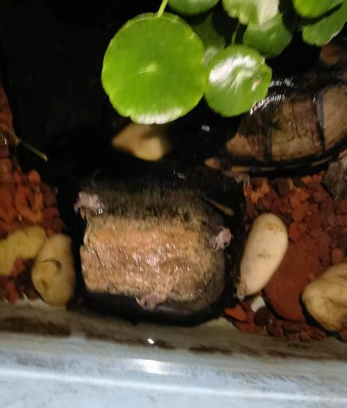 苹果电脑生态系统如何与手机联动？联动过程中可能会遇到什么问题？  第3张